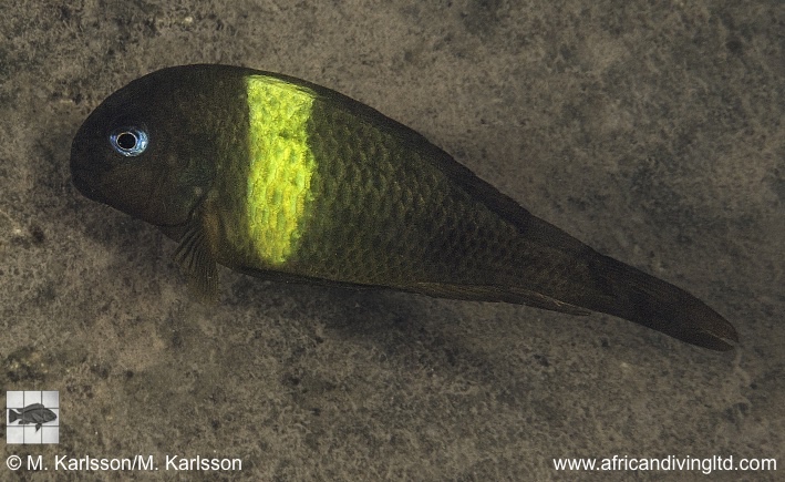 Tropheus sp. 'crescentic' Karago